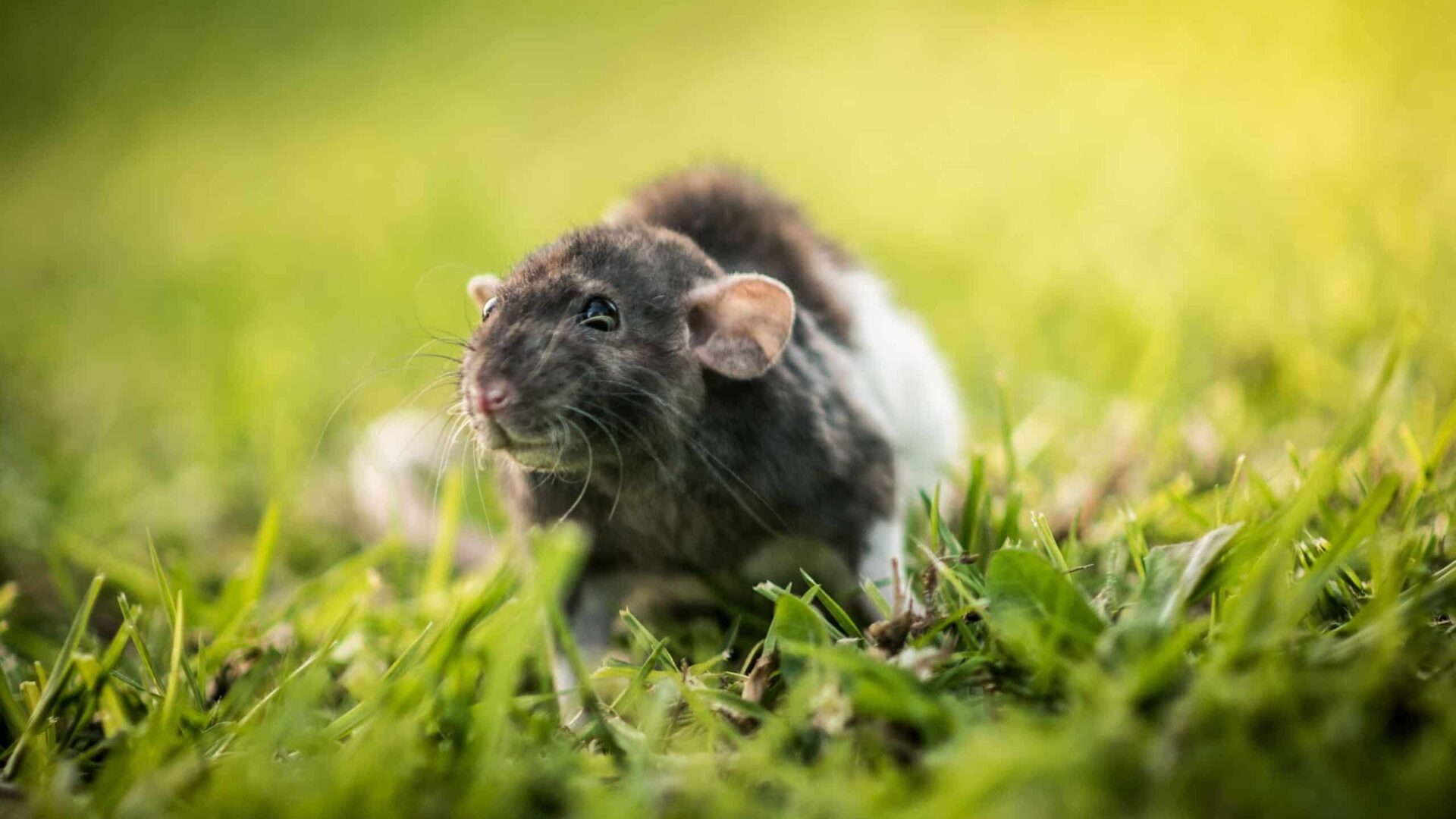 Rat wandering in lush green grass