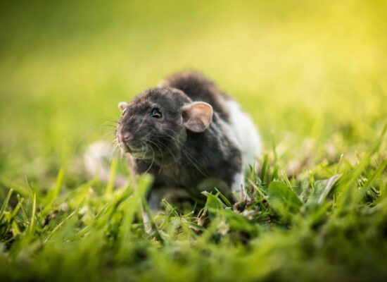 Rat wandering in lush green grass