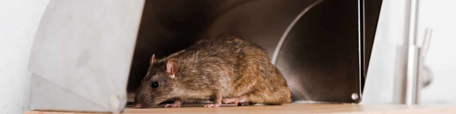 selective focus of small rat in bread box in kitchen Rodent caught in a humane trap at home
