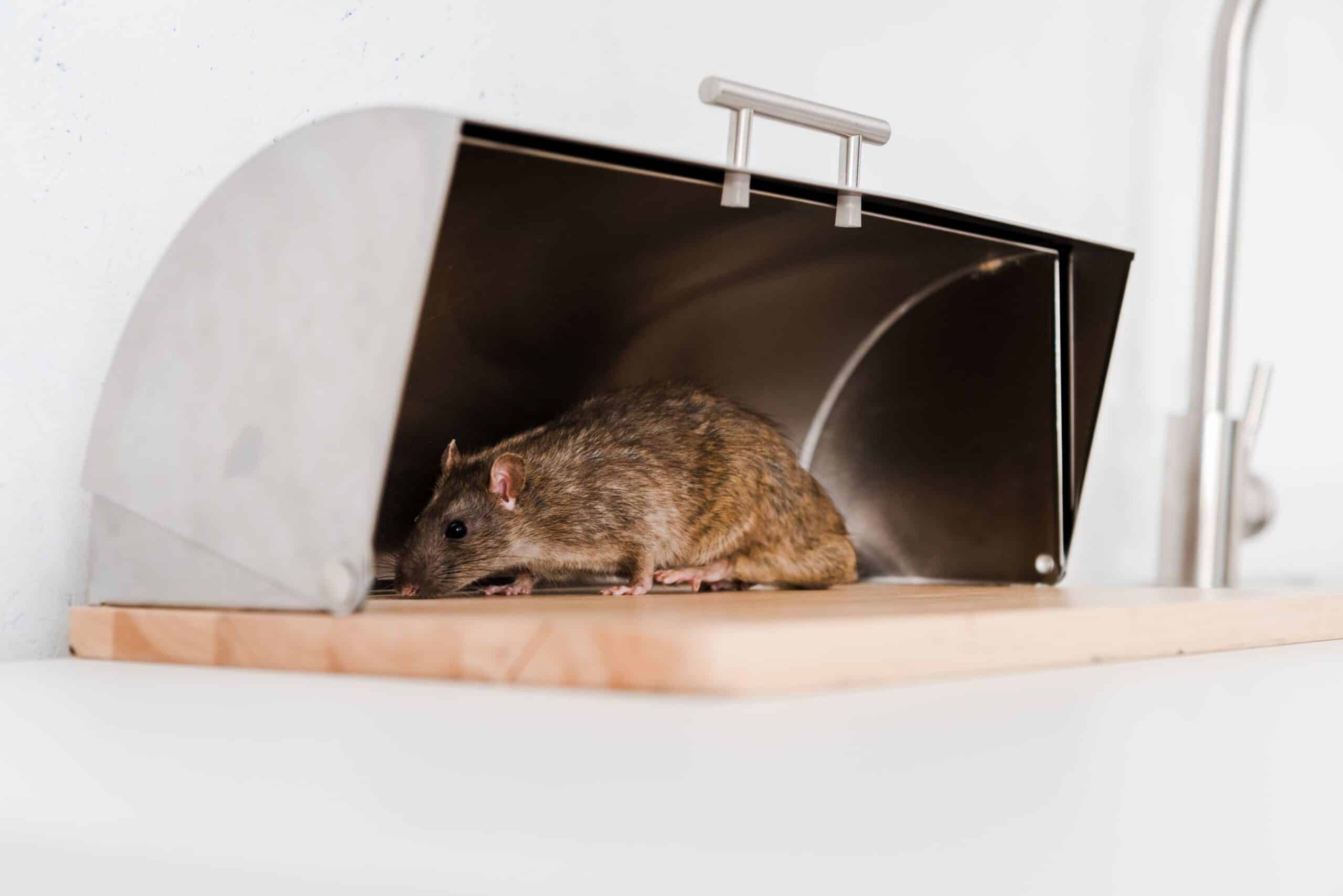 Rodent caught in a humane trap at home