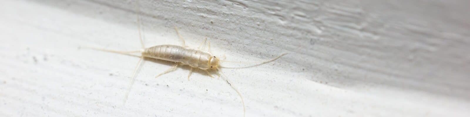 Silverfish insect on a white bathroom wall
