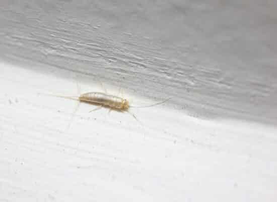 Silverfish insect on a white bathroom wall