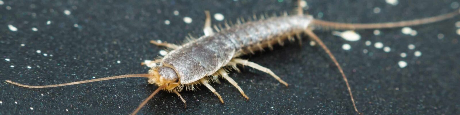Detailed image of a silverfish on a black background
