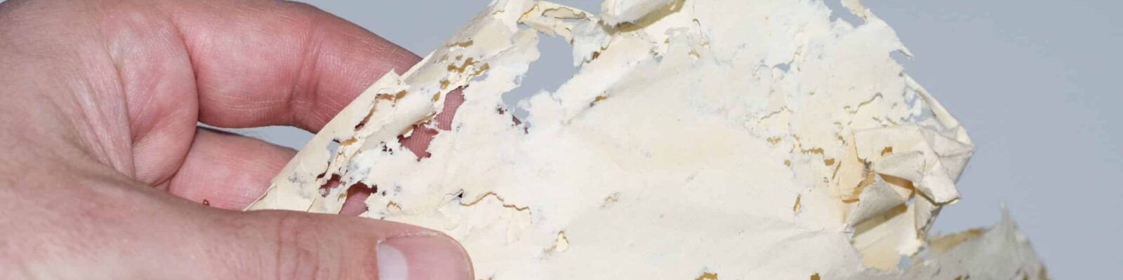 Enveloped with silverfish, envelopes of records in the man’s hand. Damaged wallpaper by silverfish infestation
