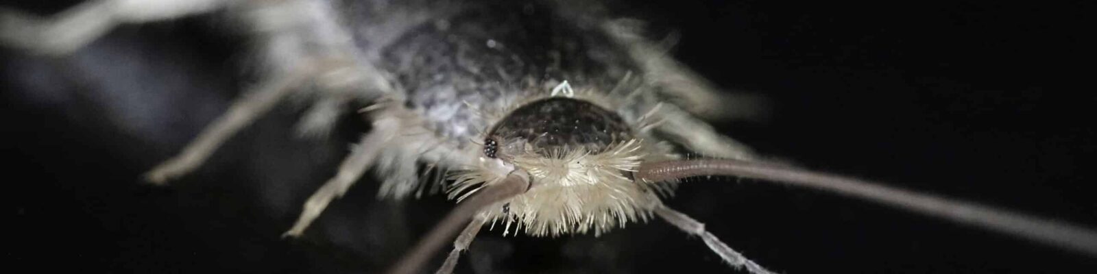 Silverfish (Lepisma saccharina) Close-up of a silverfish on a dark surface