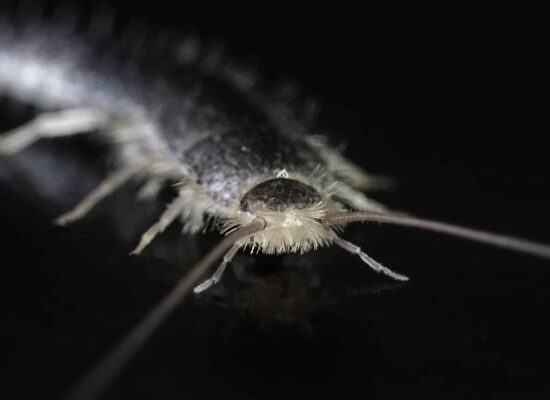 Close-up of a silverfish on a dark surface