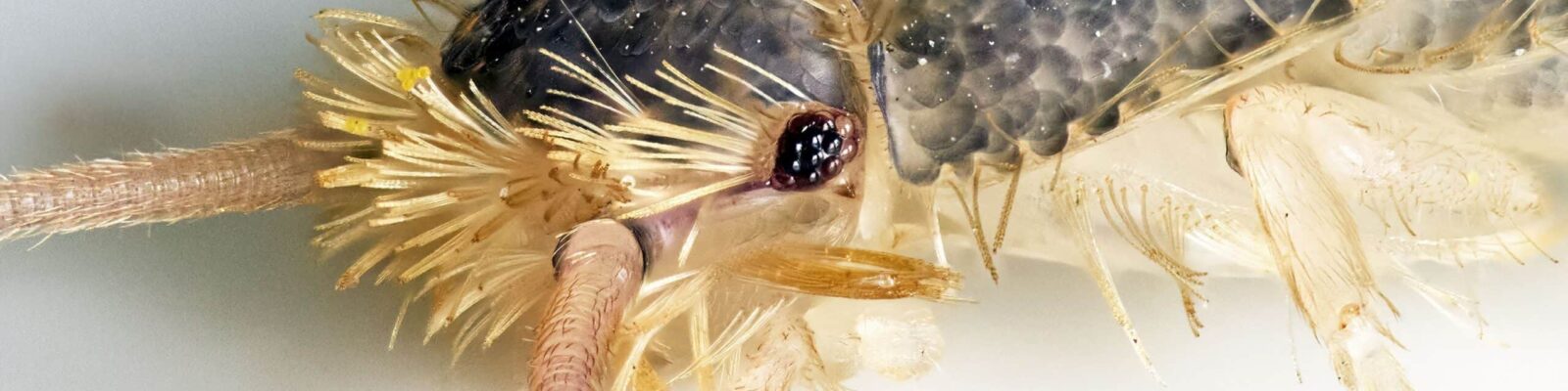 Gray silverfish (Ctenolepisma longicaudatum) Extreme close-up of a silverfish on white background