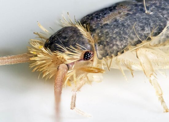 Extreme close-up of a silverfish on white background