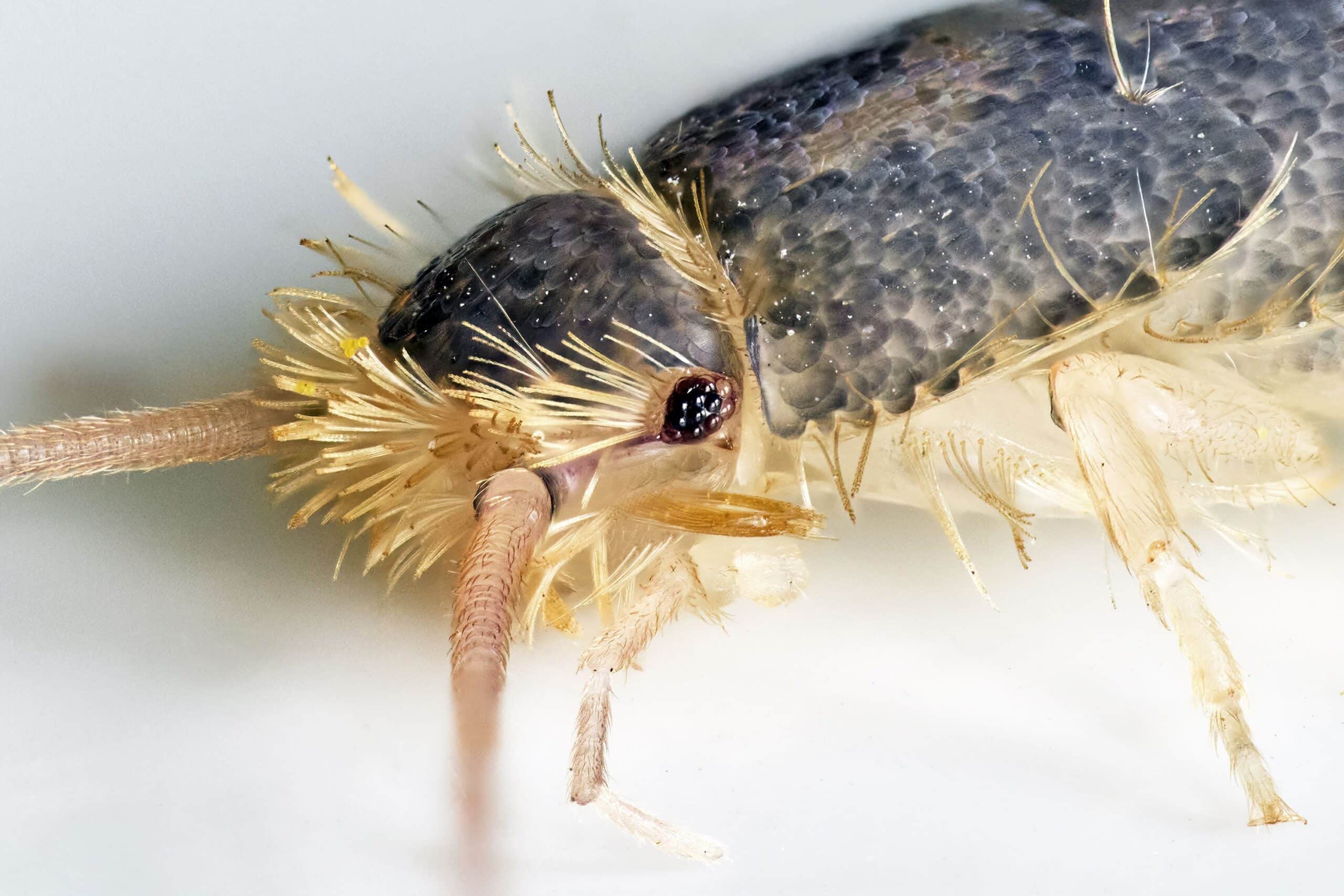 Extreme close-up of a silverfish on white background