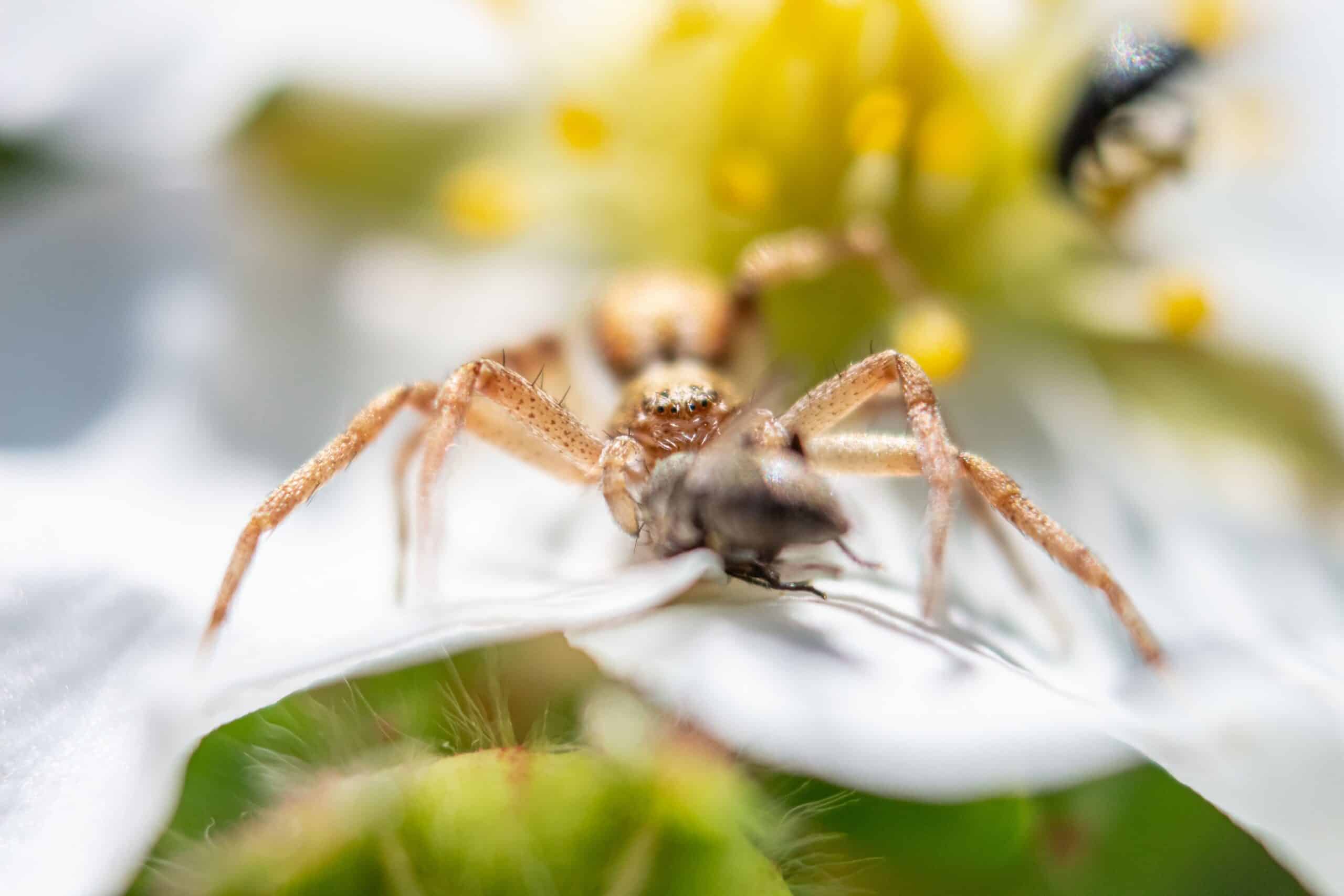 Close-up of a spider on a web in a garden