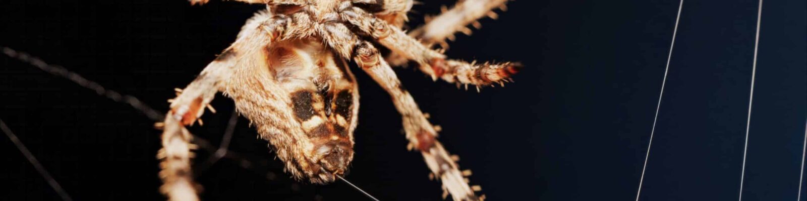 Macro close up spider on a web Extreme close-up of a large brown spider with hairy legs, fangs, and eyes against a dark background