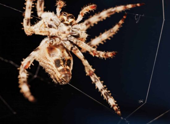 Macro close up spider on a web Extreme close-up of a large brown spider with hairy legs, fangs, and eyes against a dark background