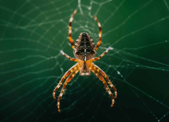 Close up shot of spider Araneus diadematus on green background. Spider on web, highlighting pest control challenges