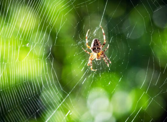 Spider on spider web on blurred green trees background Spider on a web in natural green background, sunlight filtering through