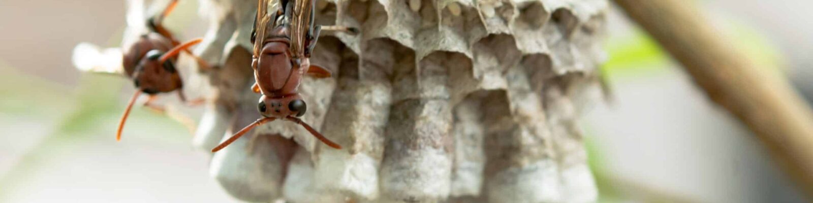 Paper wasp nest with visible wasps at Guardian Pest service area