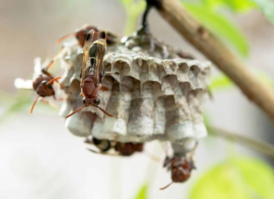 Paper wasp nest with visible wasps at Guardian Pest service area