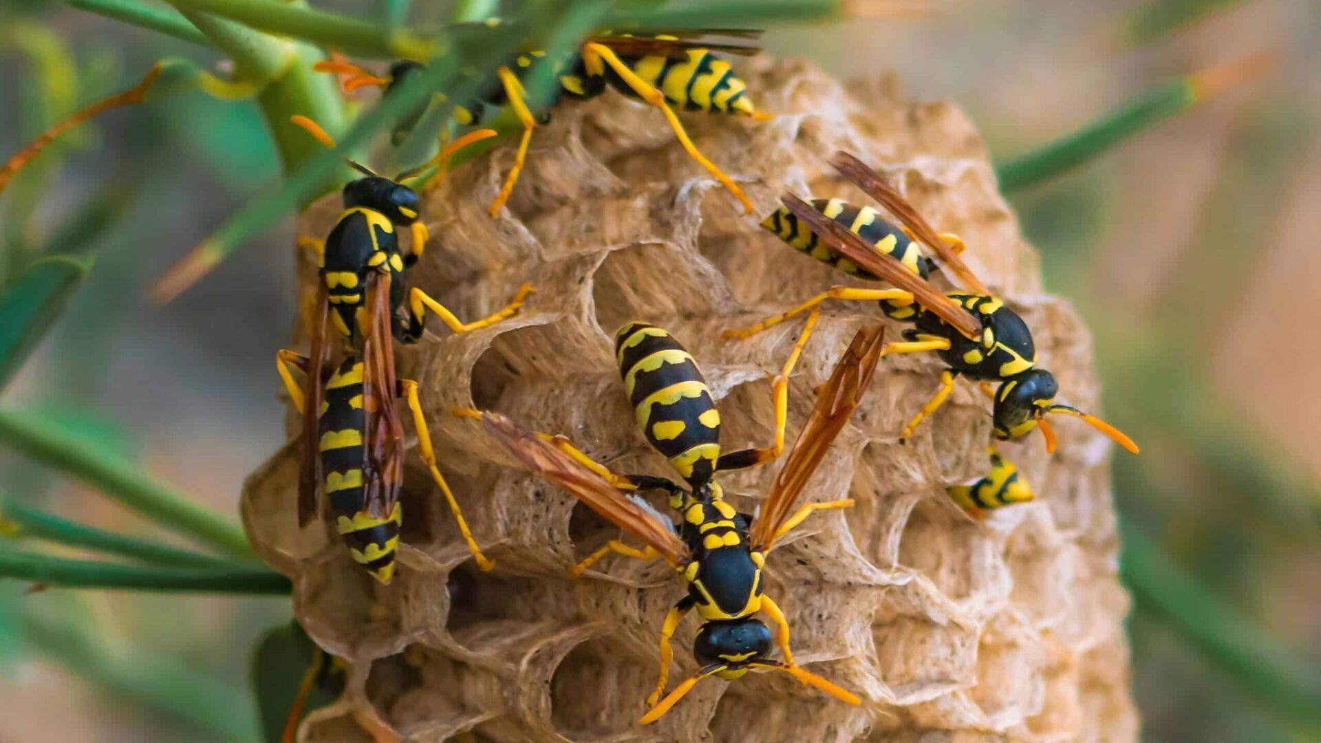 Wasp nest with active wasps, potential stinging pest hazard