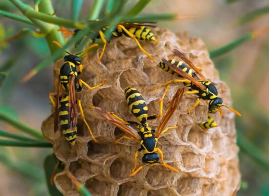 Wasp nest with active wasps, potential stinging pest hazard