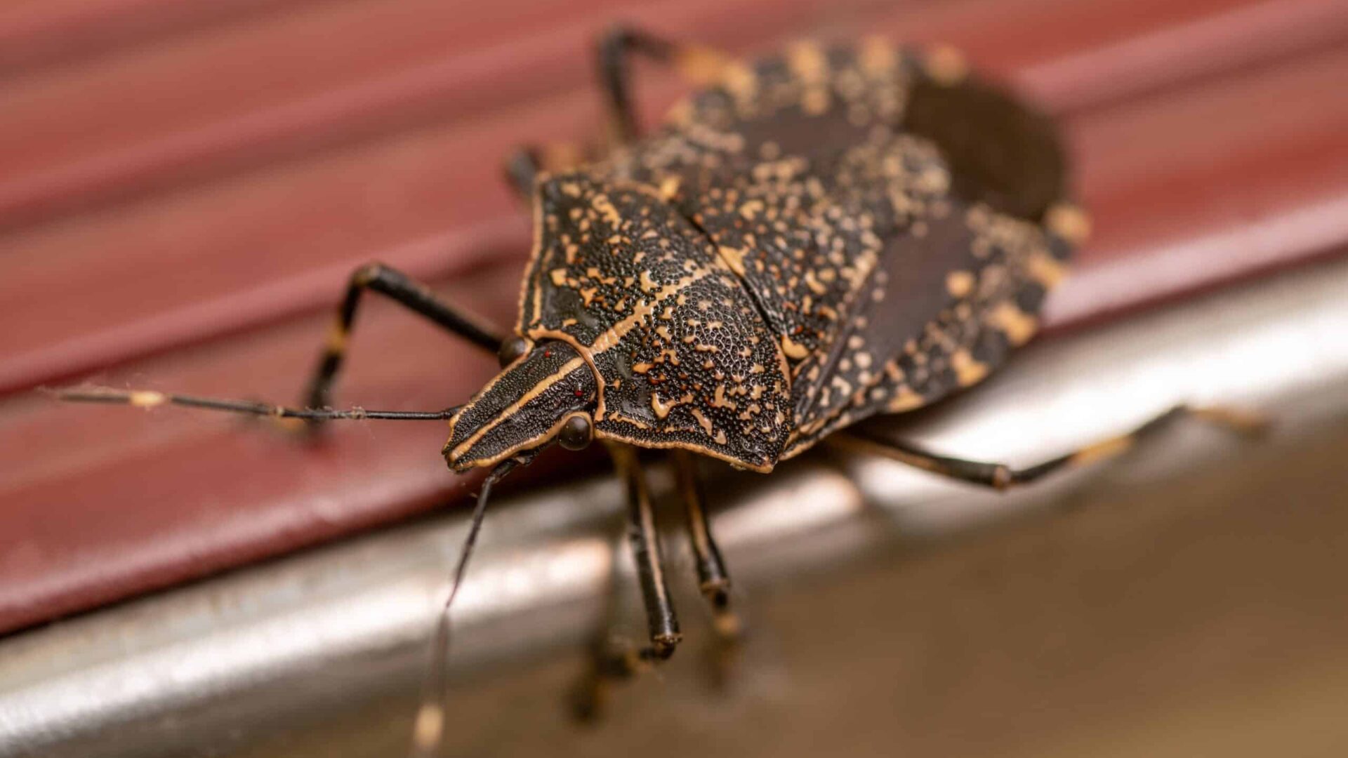 Close-up of a brown marmorated stink bug on a metallic surface