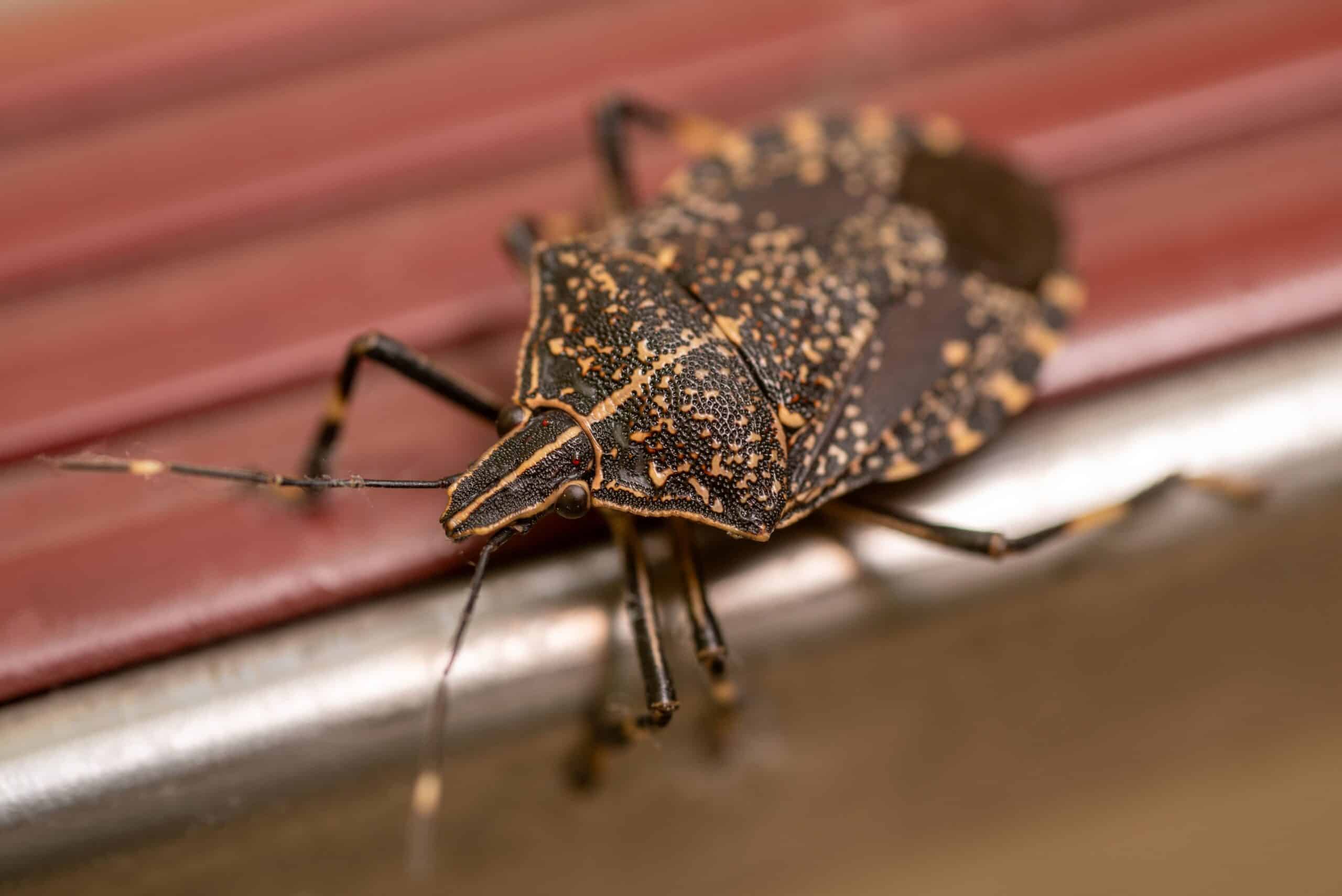 Stink Bug Invasions: Fall Prevention for Alabama Homeowners | Guardian ...