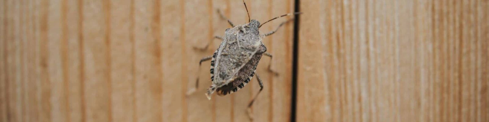 stink-bug-pest Cluster of brown stink bugs on a surface, lawn pests