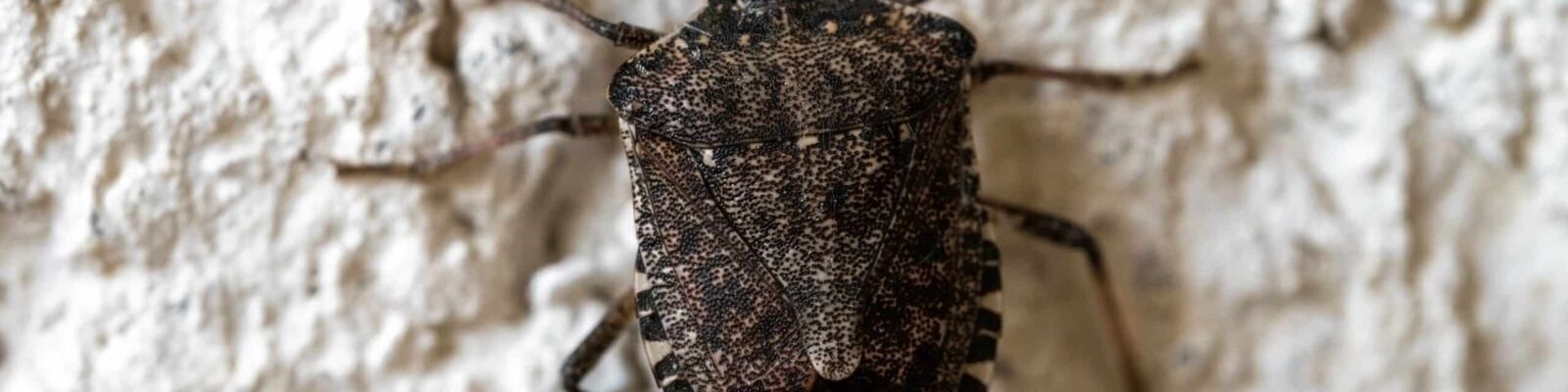 Close up of the marble bug Close-up of a stink bug on a textured wall, pest control needed