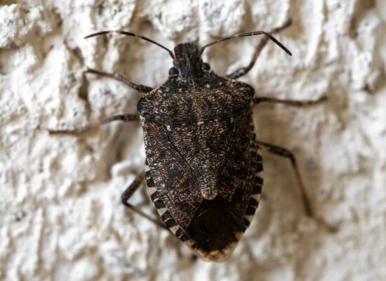 Close up of the marble bug Close-up of a stink bug on a textured wall, pest control needed