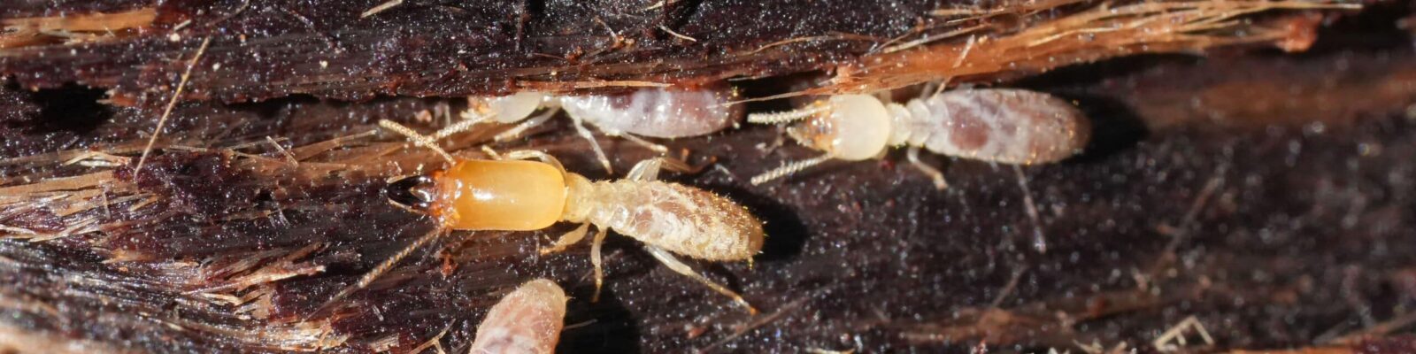 Close-up of termites crawling on wood, pest infestation