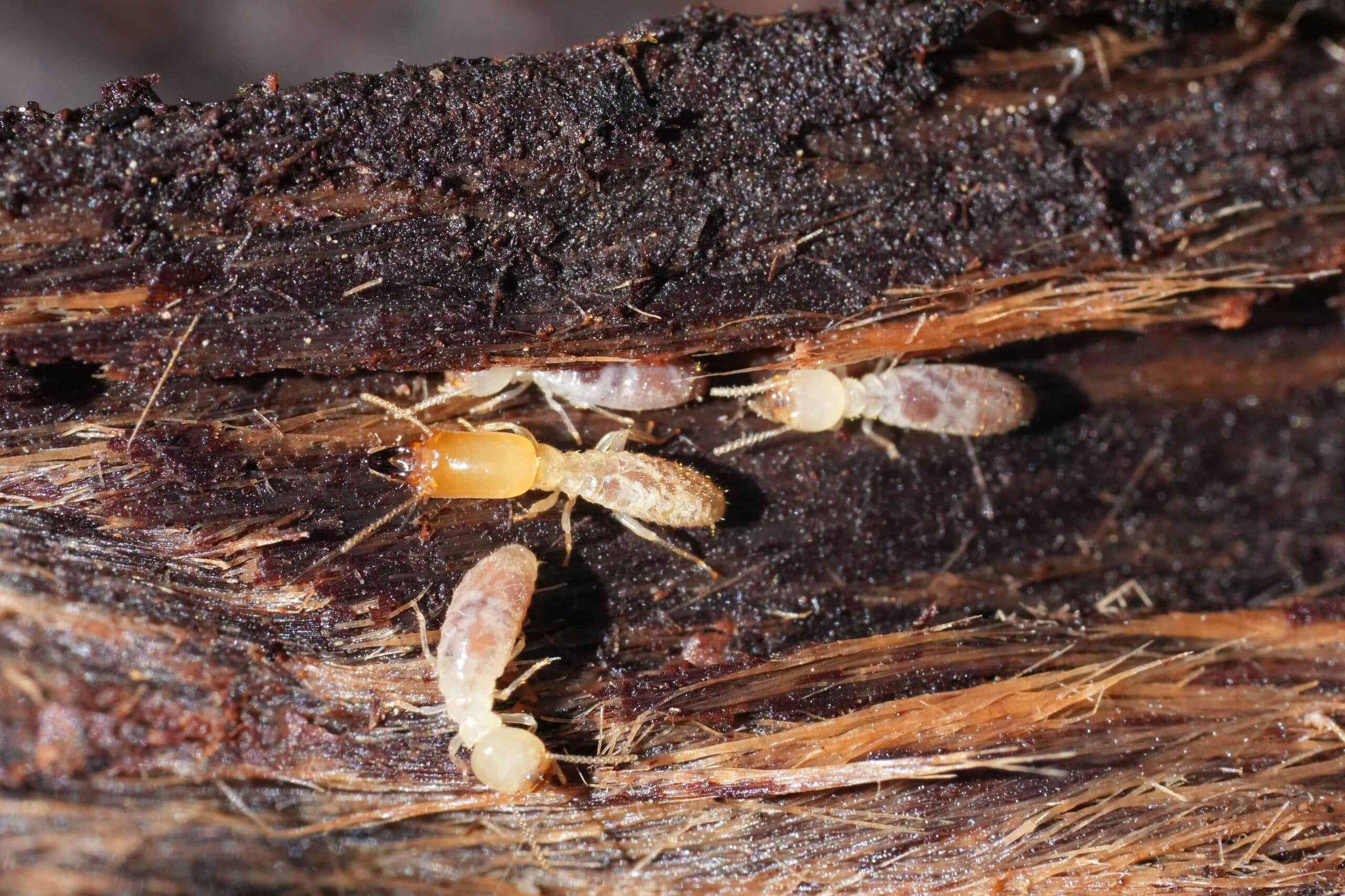 Close-up of termites crawling on wood, pest infestation