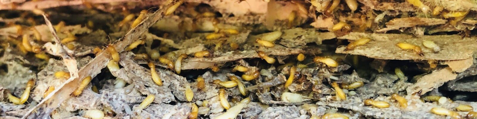 Termite damage to wood structure, holes and tunnels