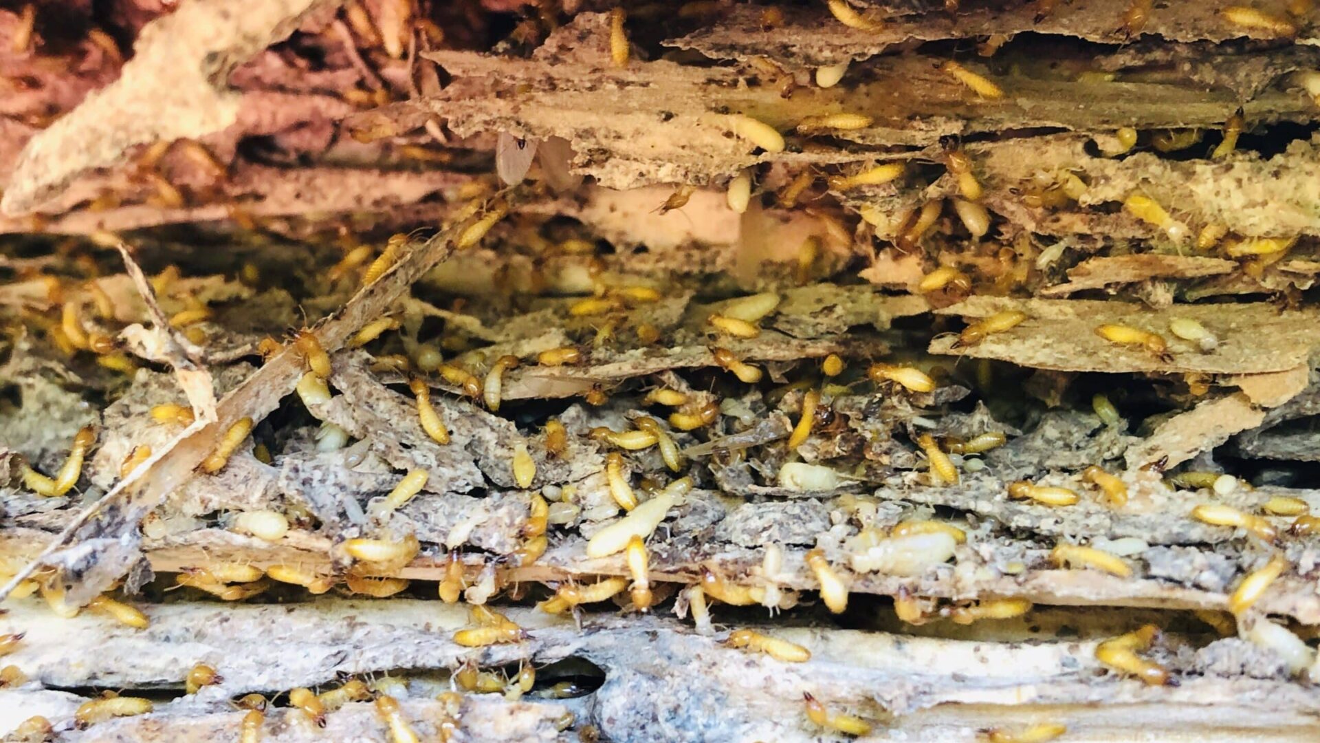 Termite damage to wood structure, holes and tunnels