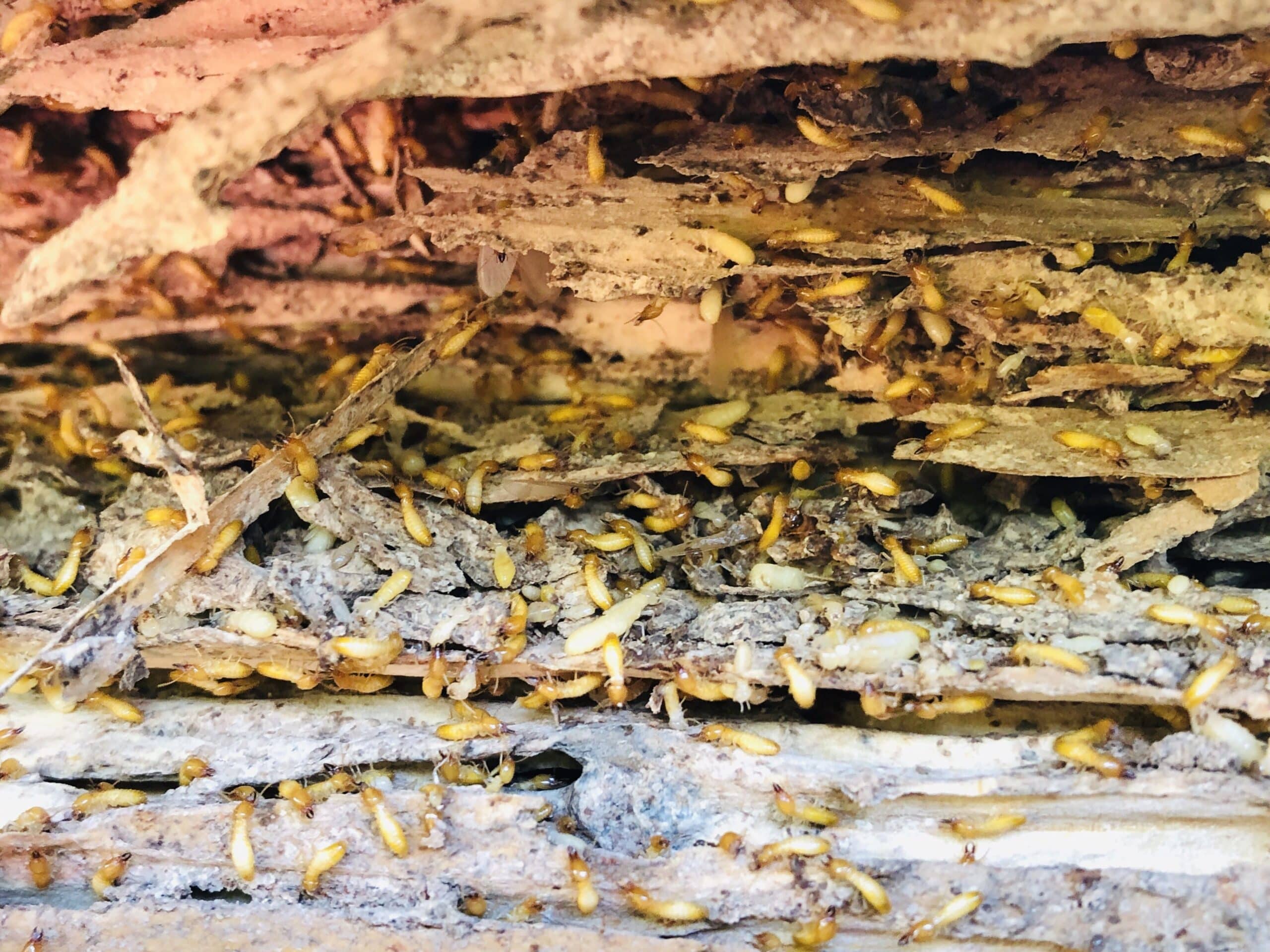 Termite damage to wood structure, holes and tunnels