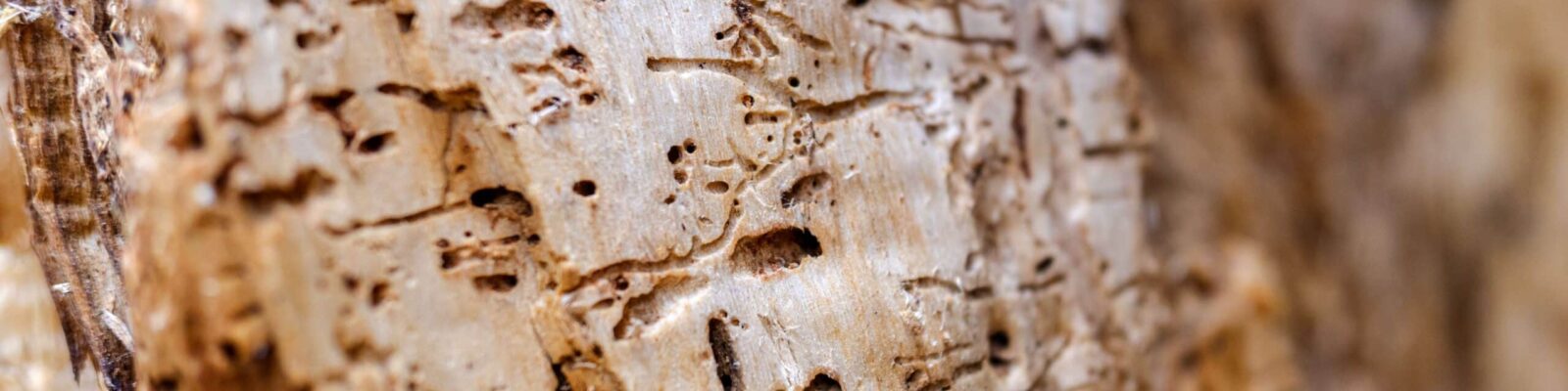 Detail of the inside of a tree trunk eaten by termites and worms. Close-up of termite damage in wooden surface