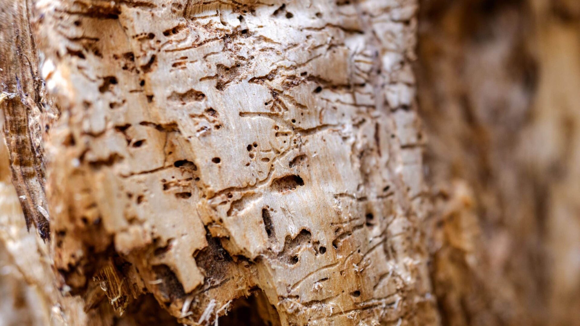 Close-up of termite damage in wooden surface