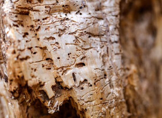 Close-up of termite damage in wooden surface