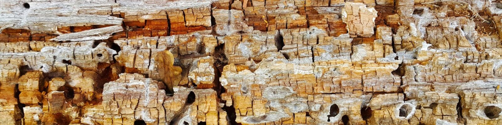 Termite Damage to Wood Structure Requiring Professional Treatment Closeup of decaying, termite-damaged wood