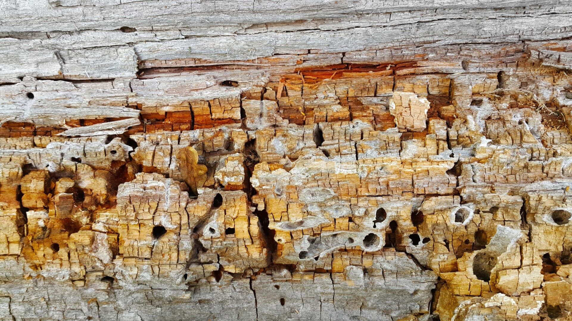 Closeup of decaying, termite-damaged wood