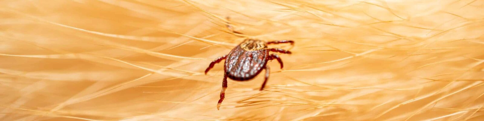 Ticks on dog hair. Ticks sucking dog blood. Dangerous insect mit Tick on human skin, highlighting the risk of tick bites
