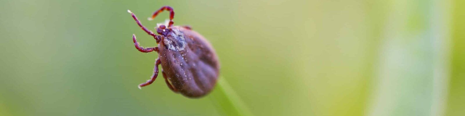 tick-closeup Close-up of a tick on a green leaf, potential Lyme disease carrier