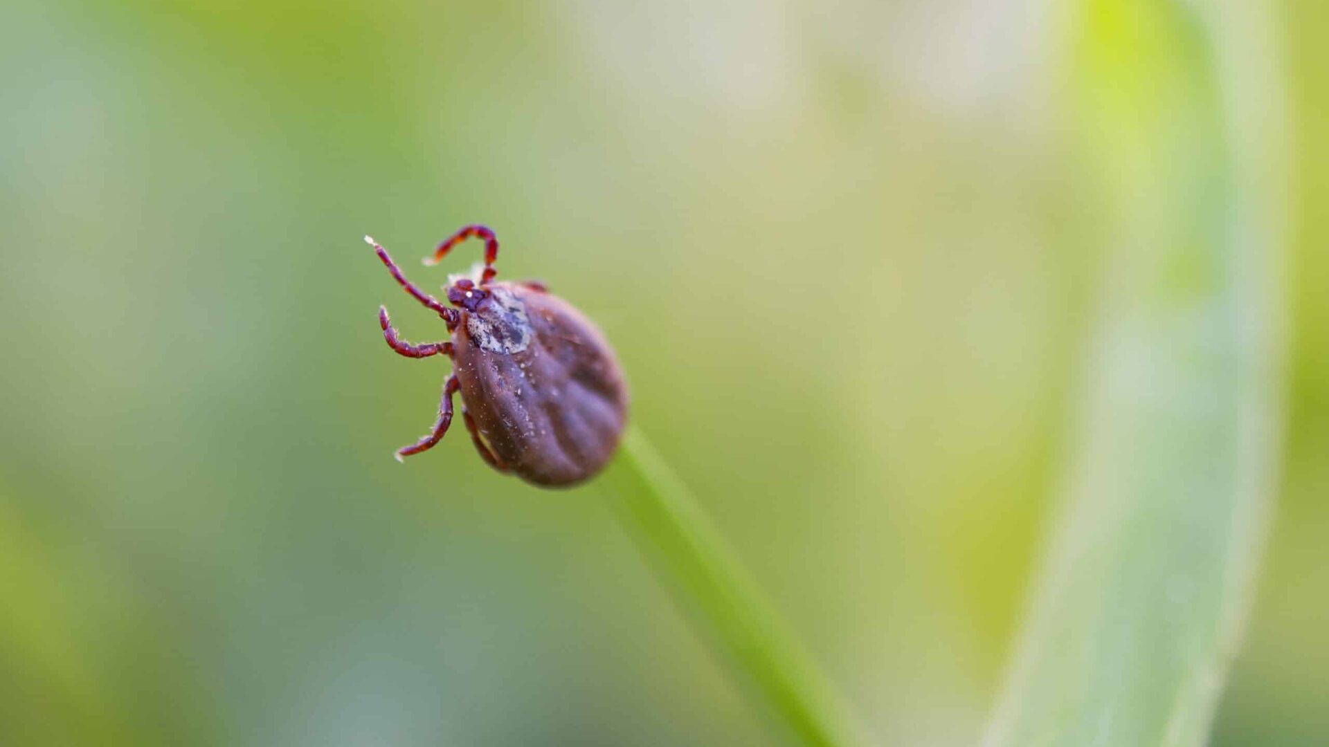 Close-up of a tick on a green leaf, potential Lyme disease carrier
