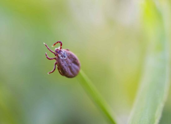 Close-up of a tick on a green leaf, potential Lyme disease carrier