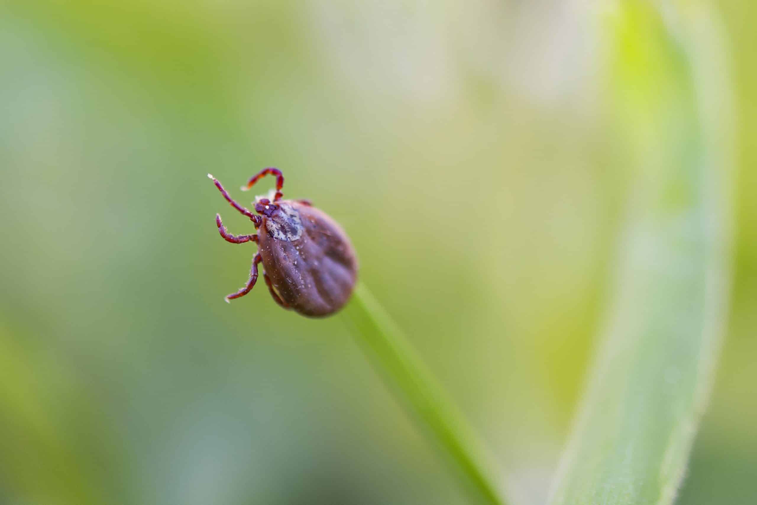 Close-up of a tick on a green leaf, potential Lyme disease carrier